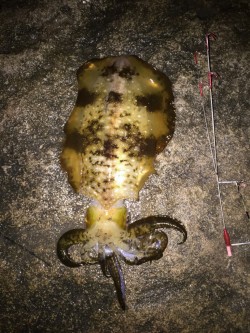 見草　ヤエンでアオリイカの釣果