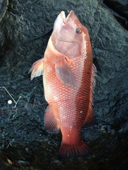 日置の沖磯でソコモノ狙い・・・マダイ・カンダイの釣果