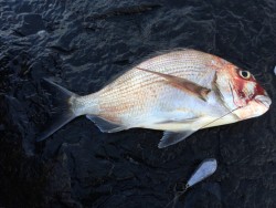 日置の沖磯でソコモノ狙い・・・マダイ・カン…