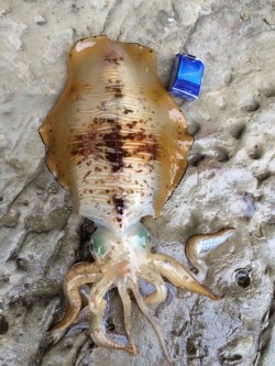 白浜町の笠甫地磯にて悪天候の中でのヤエンで…