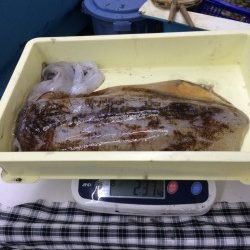 白浜町の笠甫地磯にて悪天候の中でのヤエンでアオリイカ2.37kg