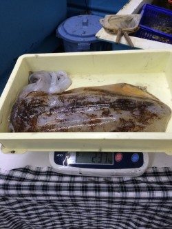 白浜町の笠甫地磯にて悪天候の中でのヤエンでアオリイカ2.37kg