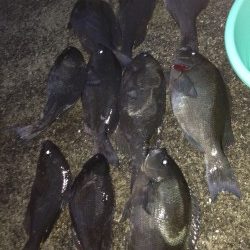 見老津にてフカセ釣り　ここ最近水温安定の為良く釣れました