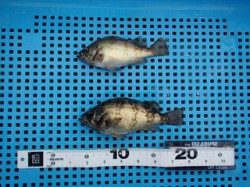 胴突でメバルGET！神戸市立平磯海づり公園