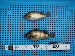 胴突でメバルGET！神戸市立平磯海づり公園…