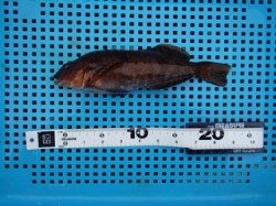 神戸市立平磯海づり公園 投げ釣りでアイナメ