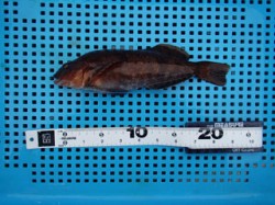 神戸市立平磯海づり公園 投げ釣りでアイナメ…