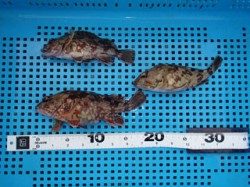 神戸市立平磯海づり公園 落とし込みでガシラの釣果