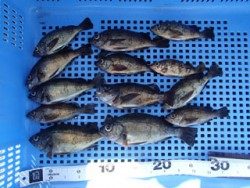 神戸市立平磯海づり公園 ウキ釣りでメバル13尾
