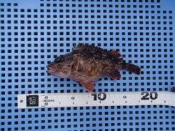 神戸市立平磯海づり公園 落とし込みでガシラ