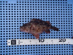 神戸市立平磯海づり公園 落とし込みでガシラ…