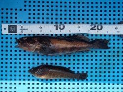 神戸市立平磯海づり公園 投げ釣りでアイナメ