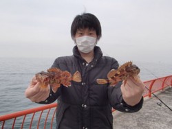 神戸市立平磯海づり公園 投げ釣りでガシラ