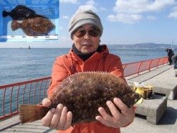 神戸市立平磯海づり公園 記録賞のカレイ39ｃｍ&30ｃｍ