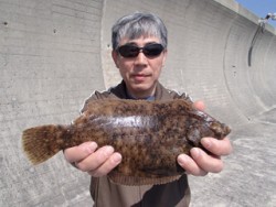 神戸市立平磯海づり公園　投げ釣りでカレイ