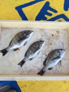 マリーナシティ海釣り公園　紀州釣りでチヌの…