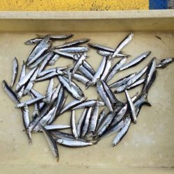 マリーナシティ海釣り公園　サビキでイワシ70尾