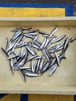 マリーナシティ海釣り公園　サビキでイワシ70尾