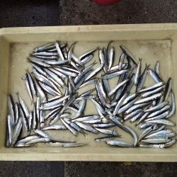 和歌山マリーナシティ海釣り公園 雨でもサビキ釣り楽しめました♪