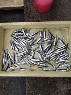 和歌山マリーナシティ海釣り公園 雨でもサビキ釣り楽しめました♪