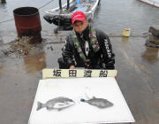 黒島の筏でのチヌ釣果