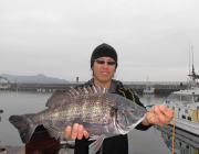 黒島の筏で年なしチヌ52ｃｍ！