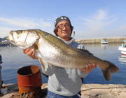 黒島の筏でのませ、86cmのヒラスズキ！