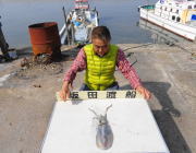 筏でのヤエン釣り　アオリ600g