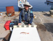 黒島の筏でマダイの釣果