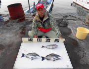 黒島の筏にてチヌ・マゴチ・マダイ