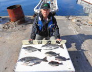 ホウライ磯 、鷹島のカンドリにてグレと良型…