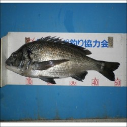 大丹生イカダで年なしチヌ51ｃｍ