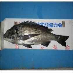 大丹生イカダで年なしチヌ51ｃｍ