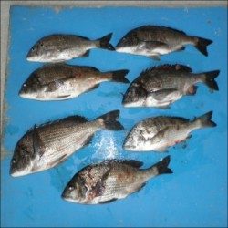 日引磯でチヌ46.1cmを頭に7匹