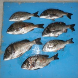 日引磯でチヌ46.1cmを頭に7匹