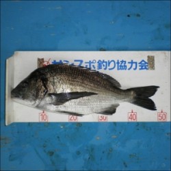 日引磯でチヌ46.1cmを頭に7匹