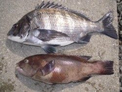 カルモ島のフカセ釣りでチヌの釣果