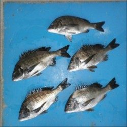 日引磯でチヌ44.2cmを頭に5匹の釣果