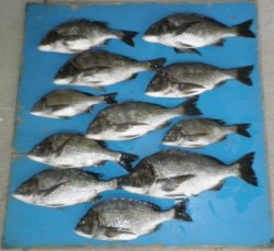 日引磯、チヌが好調です♪