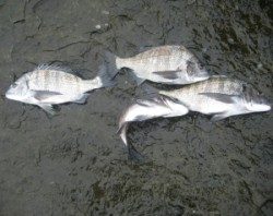 日引磯、チヌが好調です♪