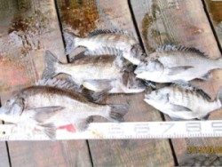 田井の釣り堀　チヌ好釣！