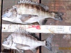 田井の釣り堀　チヌ好釣！