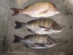 カルモ島でフカセ釣り　チヌ&マダイ…