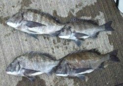 日引磯でチヌ51.8cmなど良型が好釣果でした