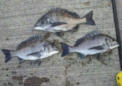 日引磯でチヌ51.8cmなど良型が好釣果でした