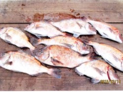 釣り堀マダイ釣果　良く釣れています！