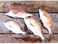 釣り堀マダイ釣果　良く釣れています！