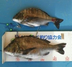 青井イカダでチヌ50.1cmと42cm！