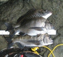 日引磯ではチヌ3匹の釣果