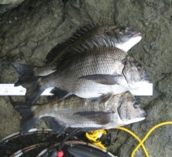 日引磯ではチヌ3匹の釣果